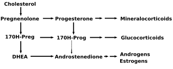 17 OH–pregnenolone is converted from pregnenolone and gives rise to DHEA (below) and to 17 OH-progesterone (to its right)