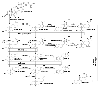 Steroidogenesis, showing aldosterone synthesis at bottom right corner.