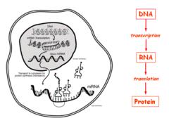 Central dogma of life