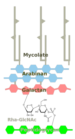 Fig. 5. Mycolate layer with focus on L-Rha-GlcNAc link.