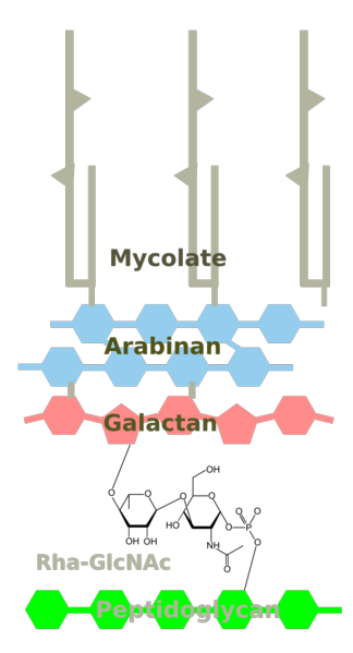 Image:Mycolate-cell-wall.png