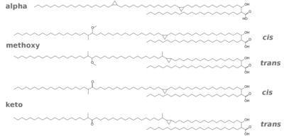 Mycolic acids