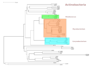 Phylogram of Actinobacteria showing also some Mtu strains