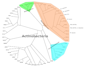 Circular cladogram of Actinobacteria showing also some Mtu strains